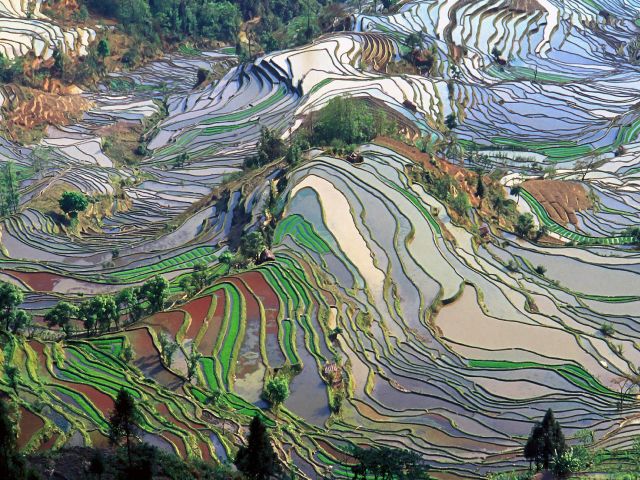 Rizières en terrasse des Hani de Honghe