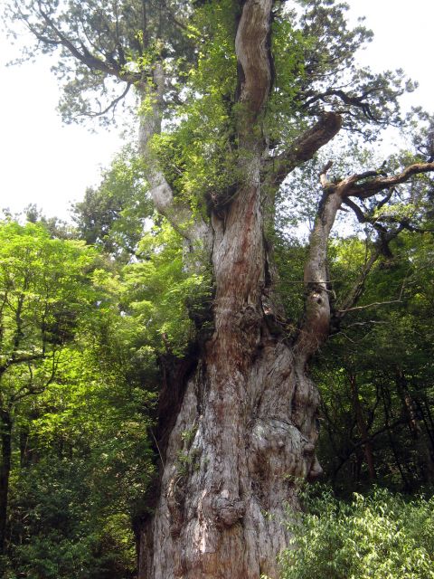 Jomon Sugi