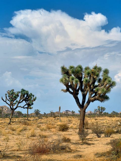 Parc national de Joshua Tree