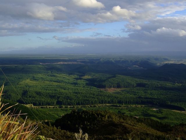 Forêt Kaingaroa