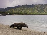 Dragon de Komodo, parc national de Komodo