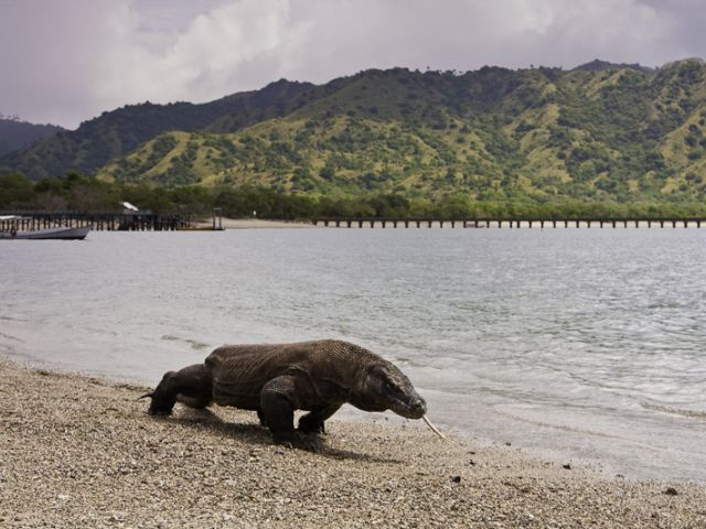 Dragon de Komodo