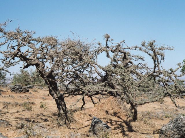 Frankincense trees