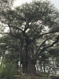 Cèdre du Liban, forêt des cèdres de Dieu