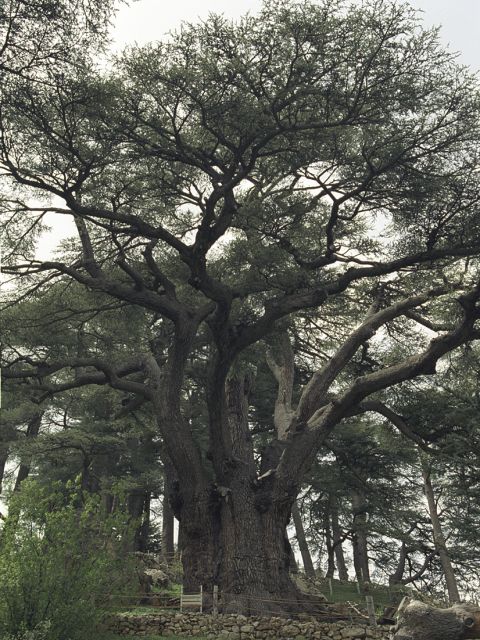 Lebanon Cedar