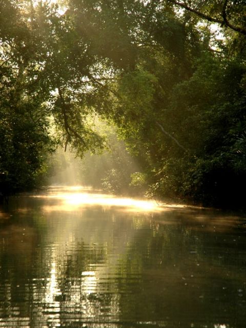 Sundarbans