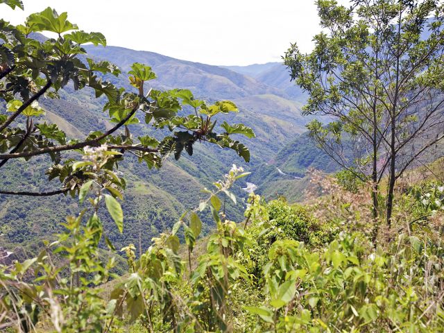 Forêt tropicale