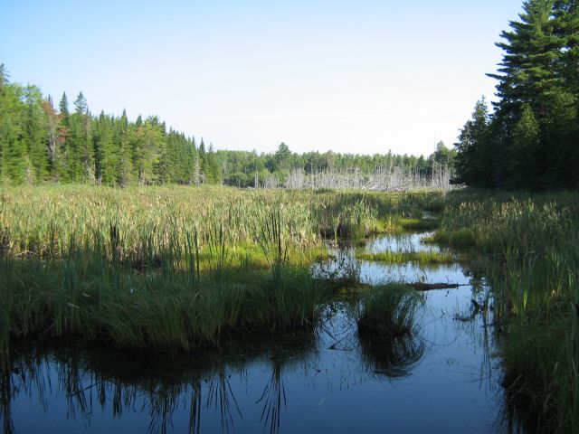 Beaver pond