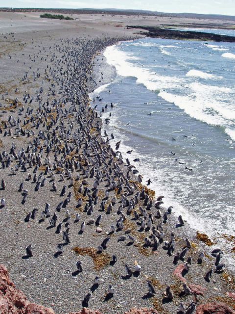 Penguin colony