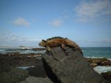 Iguane marin des Galapagos