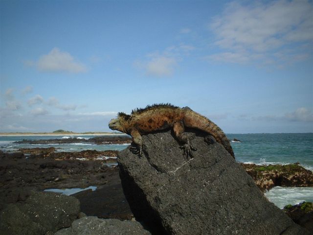 Marine iguana