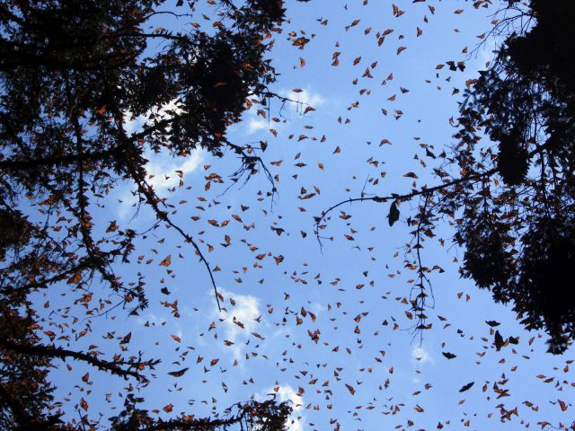 Monarch butterflies