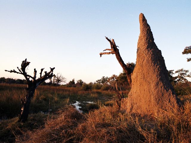 Moremi Game Reserve