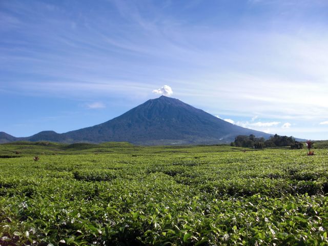 Parc National Kerinci Seblat