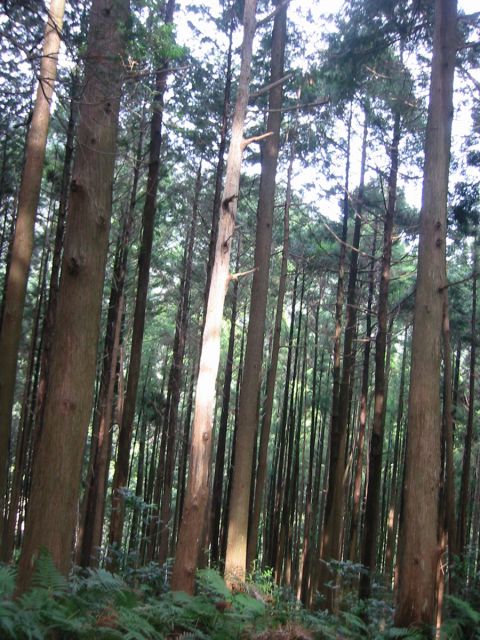 Nachi Primeval Forest