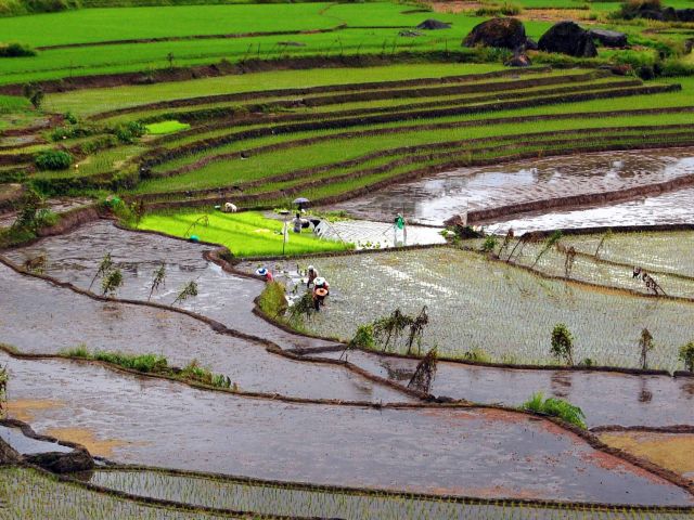 Nagacadan Rice Terraces