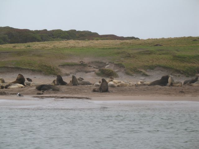 Îles Auckland