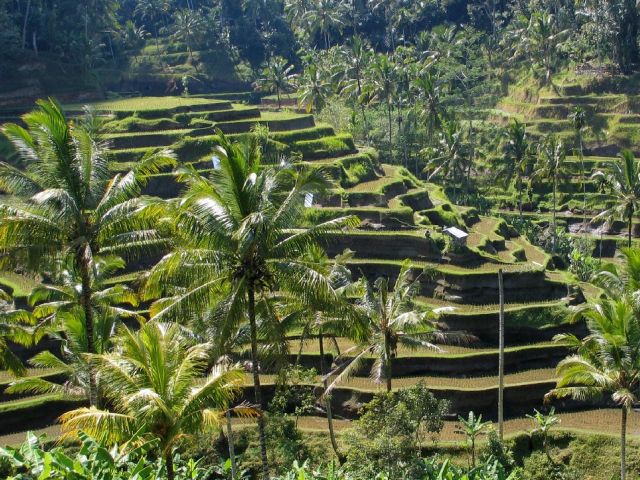 Paddy field