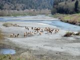 Cerf elaphe, parc national de Redwood