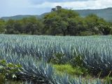 Paysage d'agaves et anciennes installations industrielles de Tequila