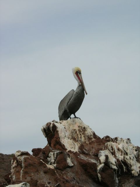 Pelican