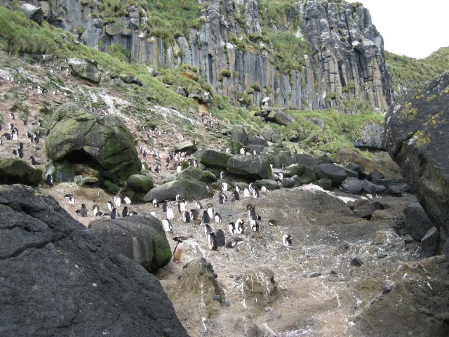 Penguin colony