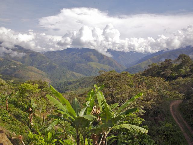 Forêt tropicale