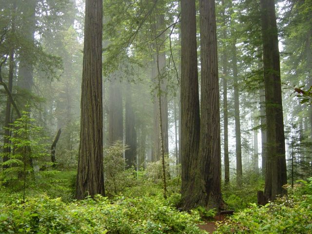 Parc national de Redwood