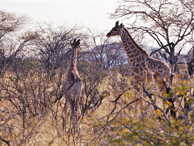 Girafes réticulées