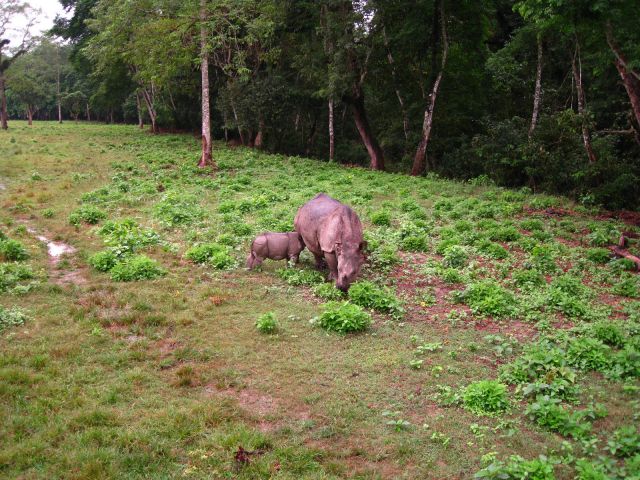 Rhinocéros