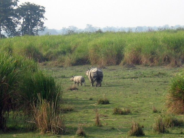 Rhinoceros