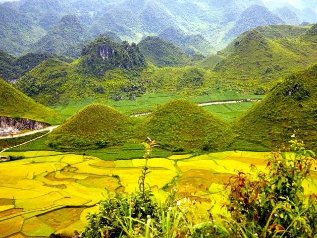 Dong Van rice fields