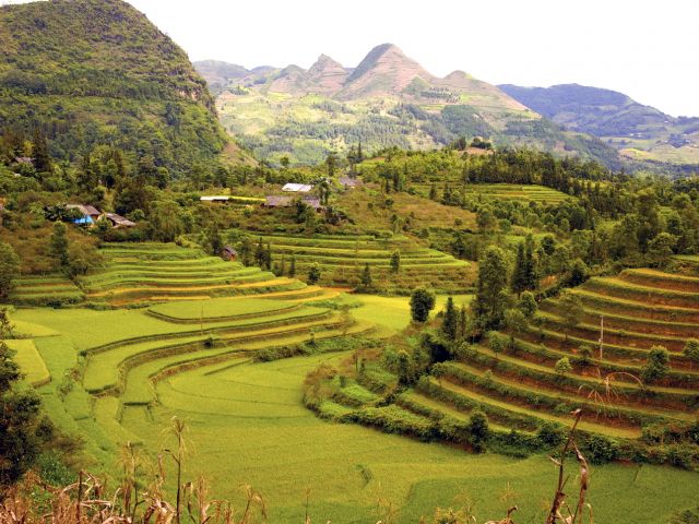 Ha Giang rice fields