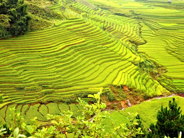 Mucang Chai rice fields