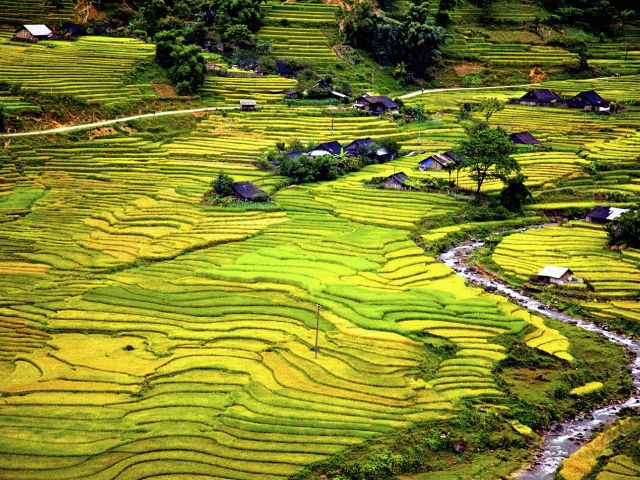 Rice fields