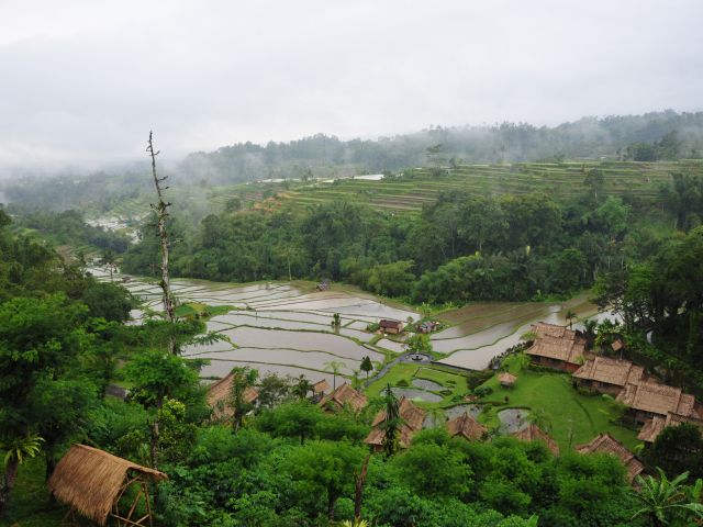 Rice terrace