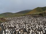 Colonie de manchots royaux, île Macquarie