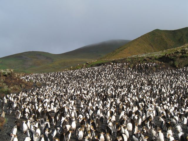 Île Macquarie