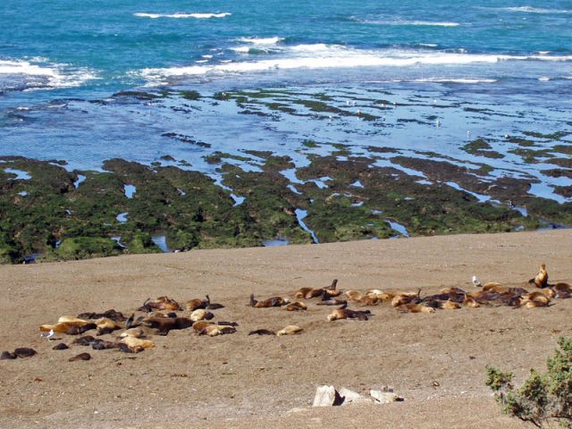 Sea lions