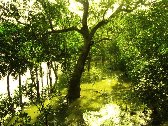 Sundari trees