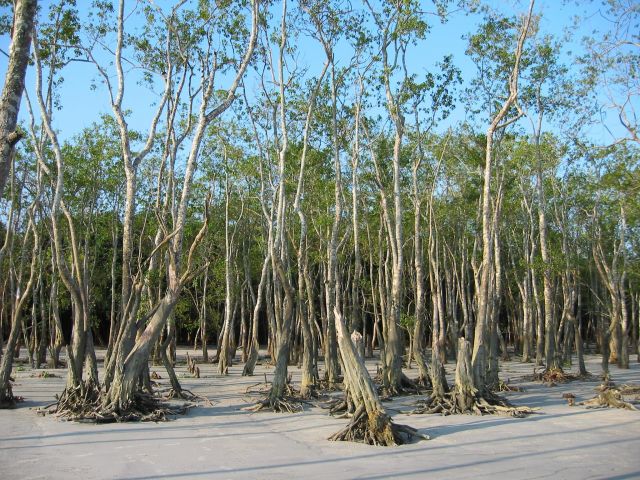 Mangroves