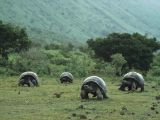 Tortue, îles Galapagos