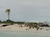 Atoll, parc marin du récif de Tubbataha