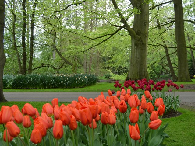 Keukenhof