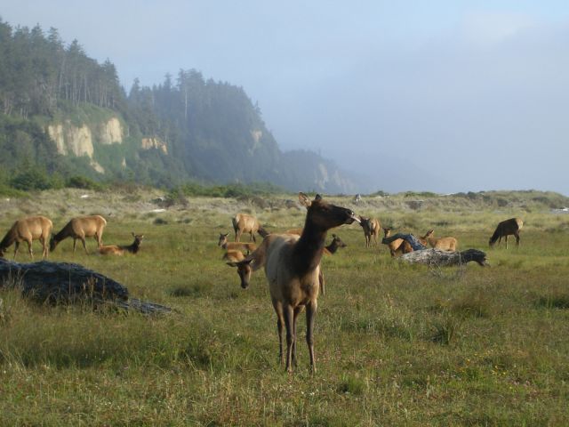 Wapiti de Roosevelt