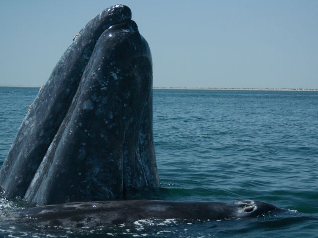 Sanctuaire de baleines d'El Vizcaino