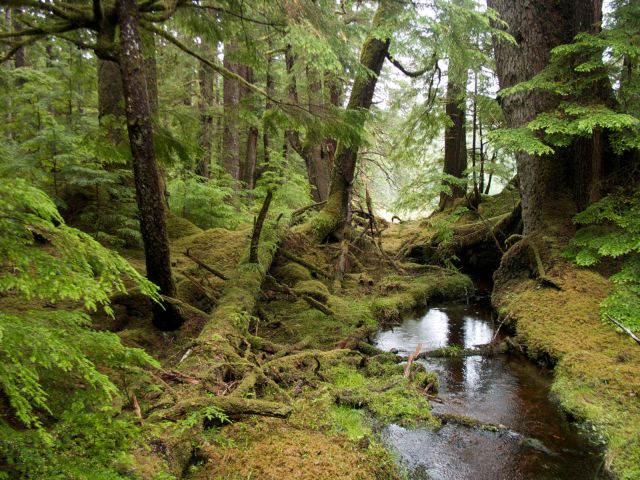 Windy Bay forest