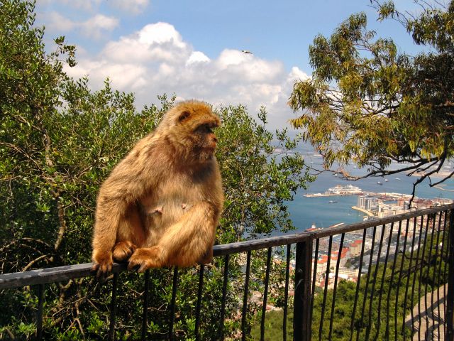 Macaque berbère de Gibraltar