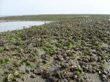 Mer des Wadden, Moules bleues, huîtres du Pacifique et coques