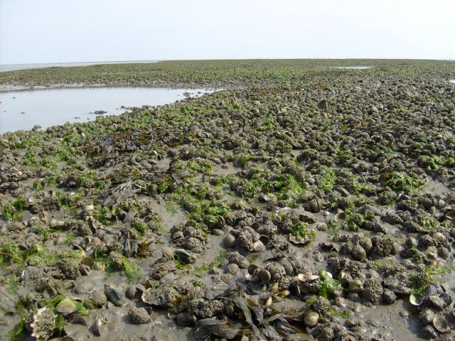 Moules bleues, huîtres du Pacifique et coques